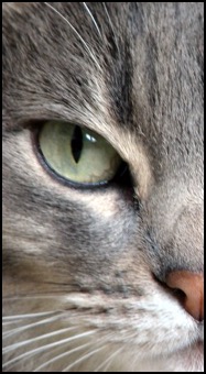 Cat half face with green eye